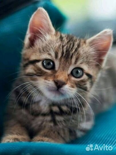 Передержка кошек