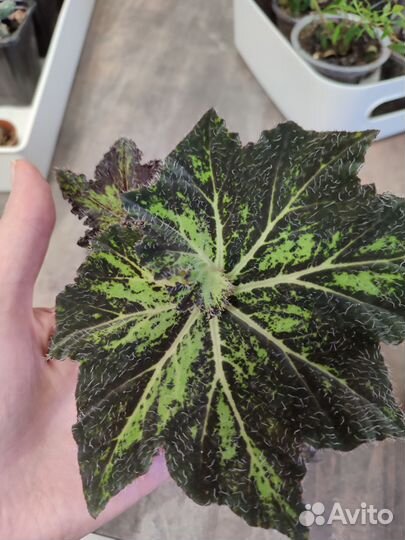 Бегония шамус