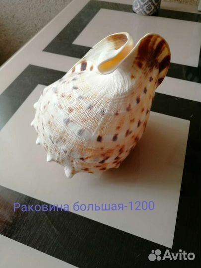 Морские ракушки раковины и коралы