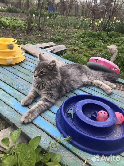 Котеночек Мальчик