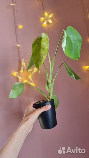 Монстера альба