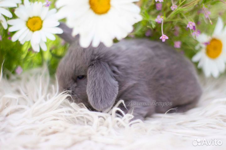 Декоративный кролик вислоухий лиловый мальчик
