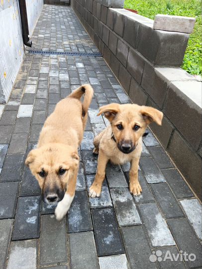 Домашние животные