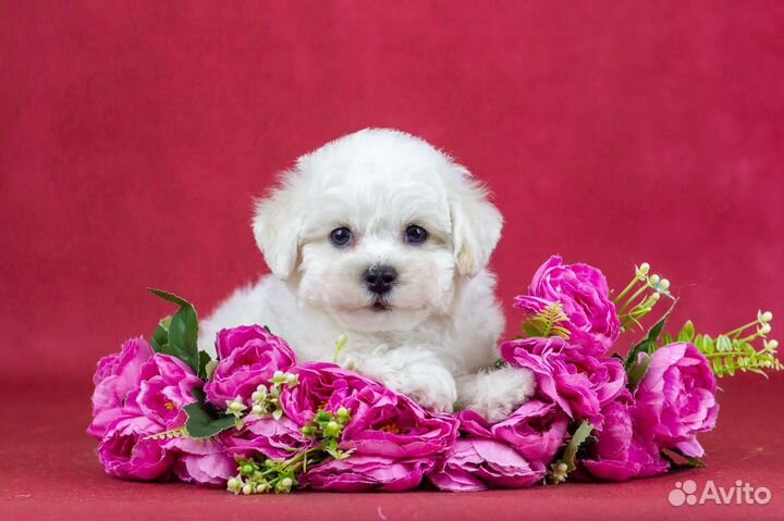 Щенки Бишон фризе идеальная белая шерсть