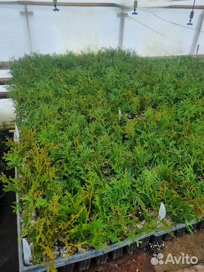 Чернозем,Навоз Крс,Перегной лежалый,до 15т