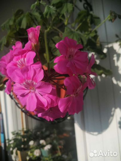 Пеларгония герань