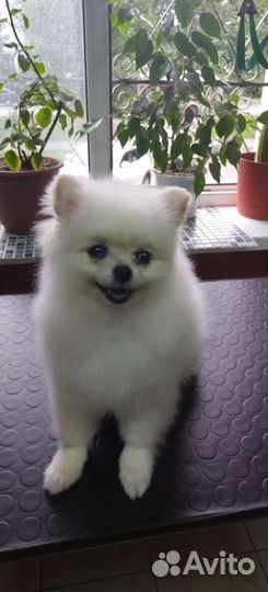 Стрижка собак и кошек