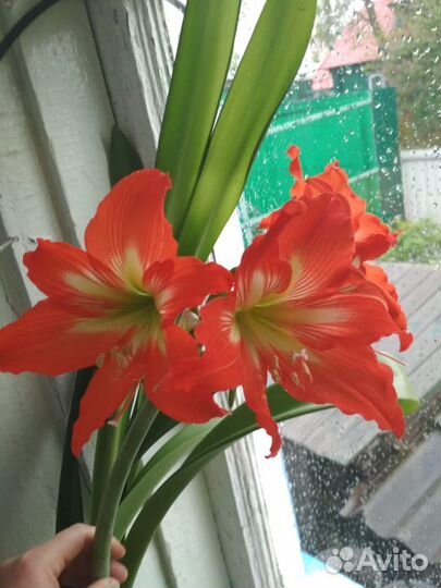 Гиппиаструм