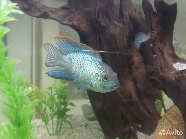 Рыбки цихлиды