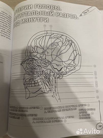 Атлас по анатомии