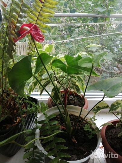 Комнатные цветы антуриум