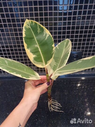 Фикус вариегатный тинеке