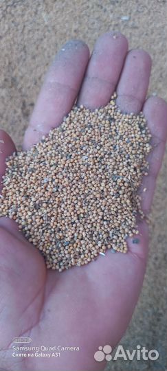 Белая горчица