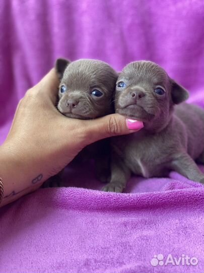 Лиловые малыши