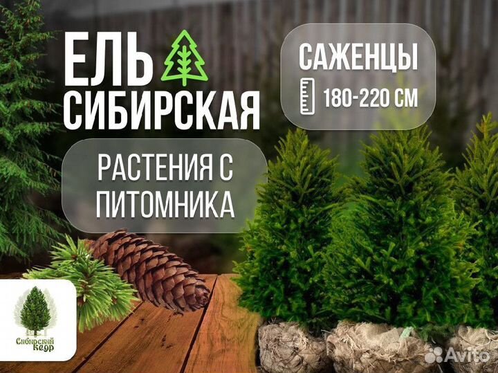 Саженцы ели от производителя экстра класс