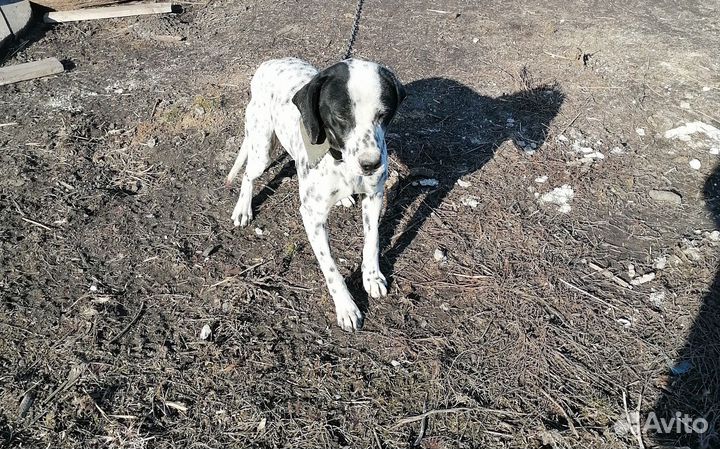 Далматинец