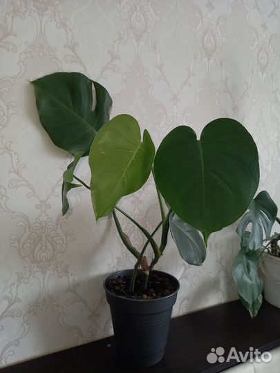 Продам монстеру фикус