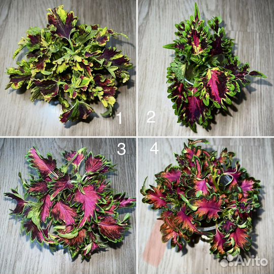 Колеусы вегетативные