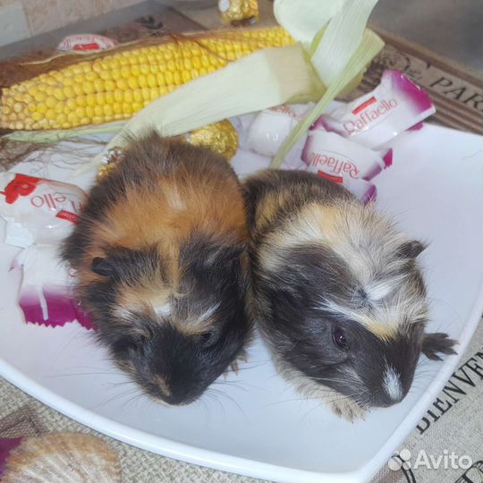 Морские свинки