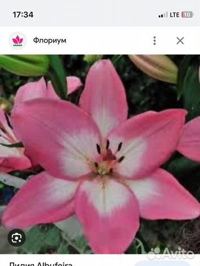 Лилии луковицы