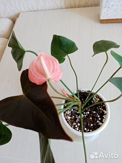 Комнатные растения цветы