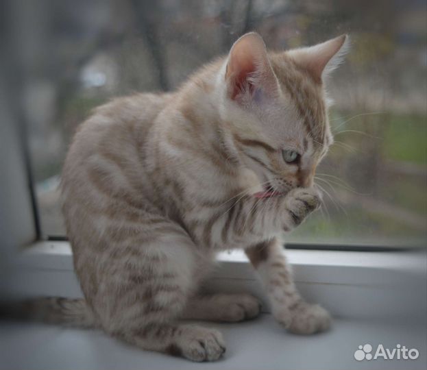 Бенгальские котята