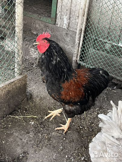 Петух породистый крупный