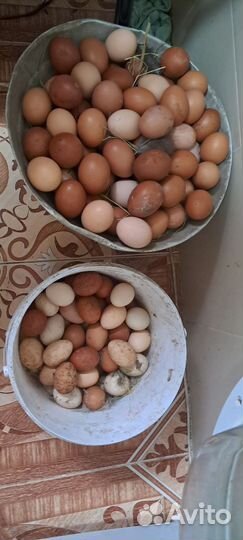 Домашние куриные вкусные яйц