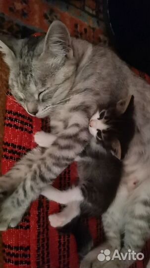 Котята мальчики ищут дом