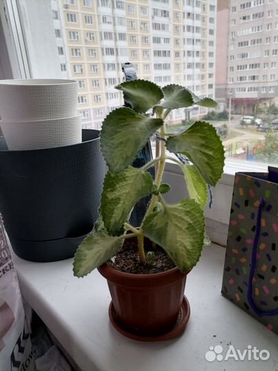 Плектрантус golden ruffles