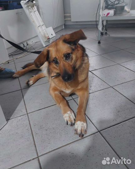 Зайка из приюта мечтает о жизни