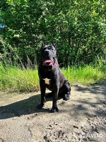 Кобель Коне Корса. Вязка