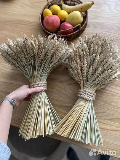 Пшеница сухоцвет колос