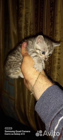 Котик