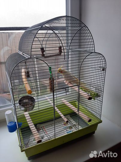 Попугай корелла