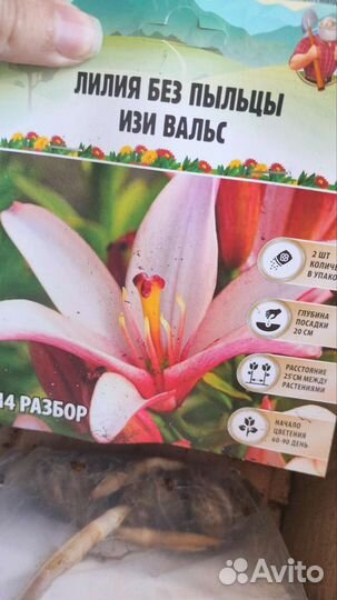 Лилия луковицы