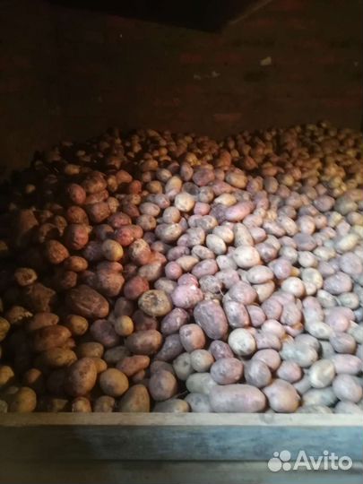 Продам картофель