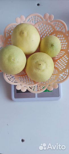 Саженцы цитрусовых привитые сортовые