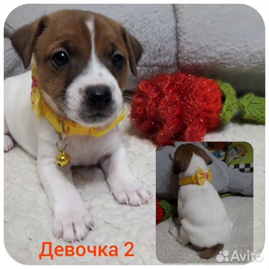 Щенки Джек Рассел терьер гладкошерстный