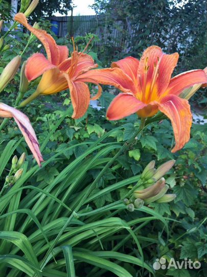 Флокс,аконит,ромашка,лилейники