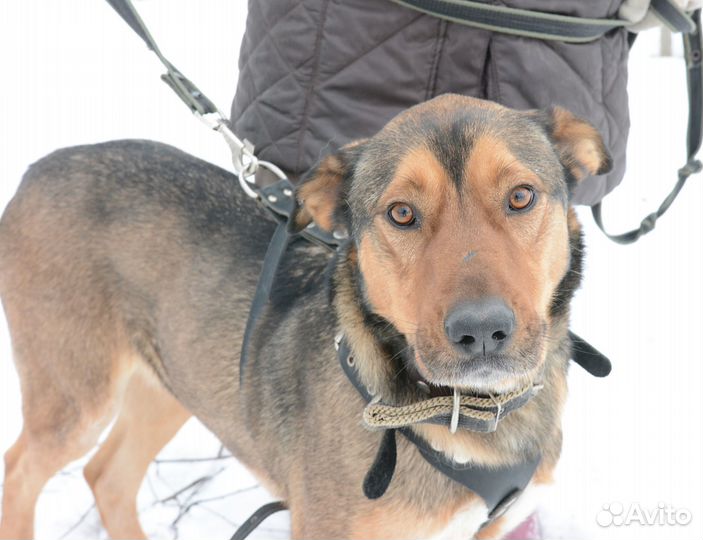 Скиф ищет дом