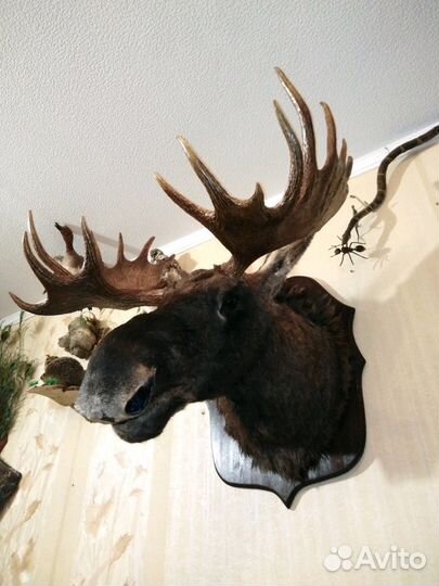 Изготовлю чучела зверей(таксидермия)