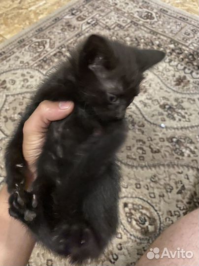 Котята в добрые руки даром девочка