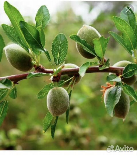 Молодой кустик миндаля