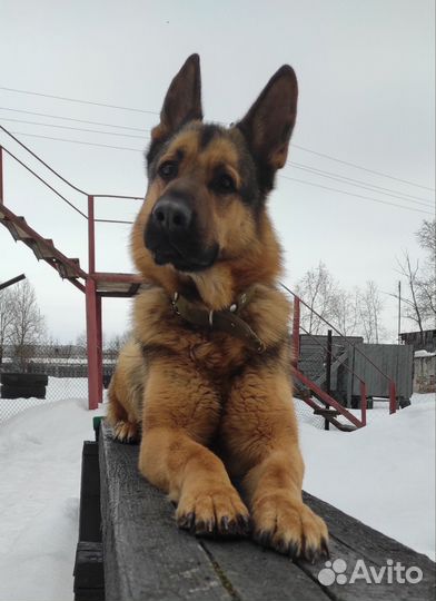 Немецкая овчарка,вязка кобель