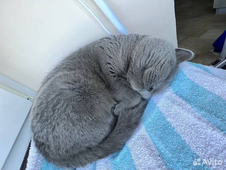 Вязка с британским котом