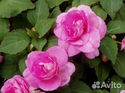 Бальзамины махровые. Много сортов