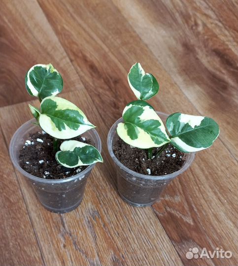 Комнатные растения цветы