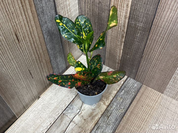 Кротон Bush and Fire