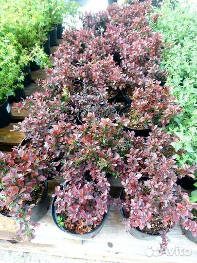 Барбарис карликовый